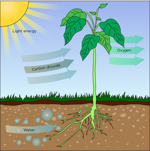 Where does photosynthesis take place?   eschooltoday
